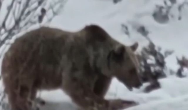 Tunceli’de Bozayı Kış Uykusu Öncesi Karnını Doyururken Görüntülendi