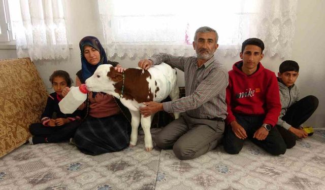 Adıyaman’da Coşkun Ailesi, Erken Doğan Buzağısına Çocuk Gibi Bakıyor