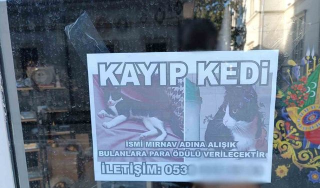 Samsun’da Kaybolan Mırnav İçin 3 Bin TL Ödül İlanı