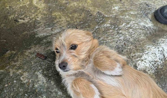 Çöpü Attı, Köpeğini Sokağa Terk Etti