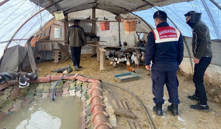Aksaray'da nesli tükenmekte olan yaban hayvanları ticareti yapan şüpheli yakalandı. 78 bin 650 TL ceza!