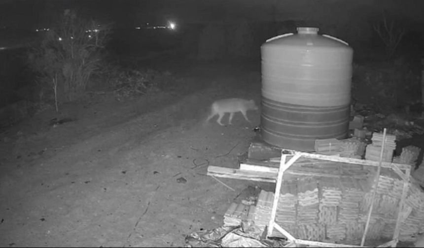 Aç kalan kurt güvenlik kamerasına yakalandı!