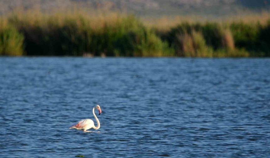 Pembe Güzellik Akgöl'de: Flamingolar Göle Renk Katıyor!