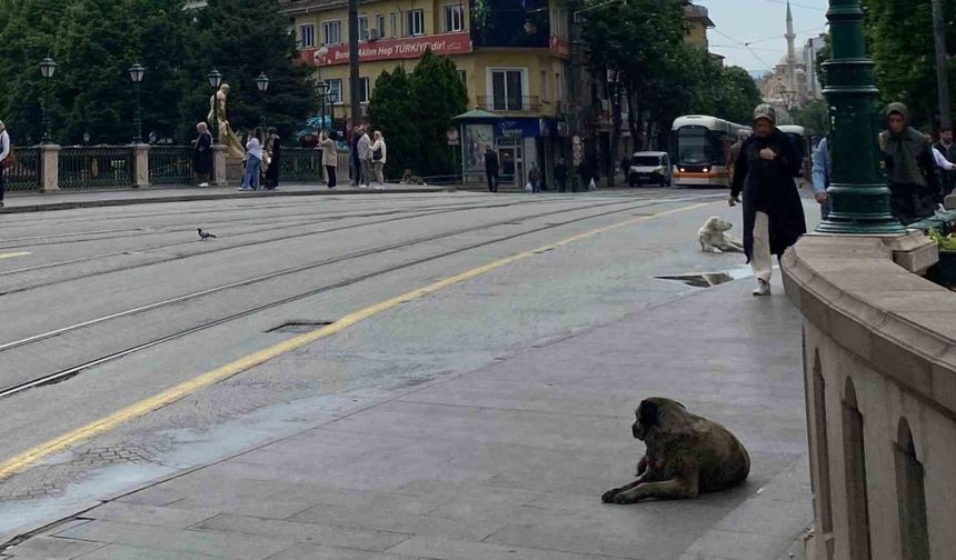 Yağmurlu Sabah Eskişehir'i Sessizliğe Bürüdü, Sokak Hayvanları Keyif Yaptı