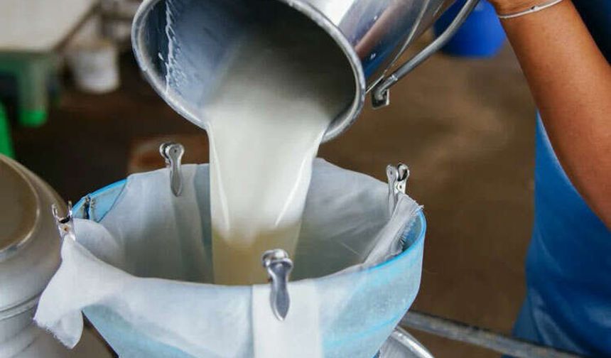 Türkiye'de Çiğ Süt Üretimi 2023'te Düşüşte!