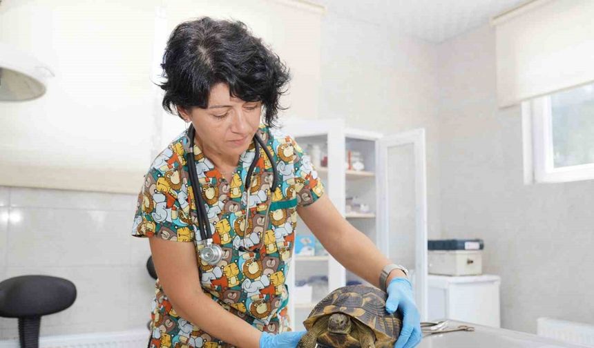 Yaralı Kaplumbağalar doğaya Kavuştu