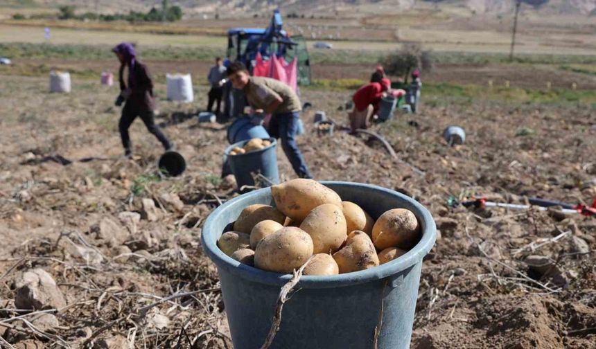 Aksaray'da Patates Fiyatları Üreticiyi Zorluyor