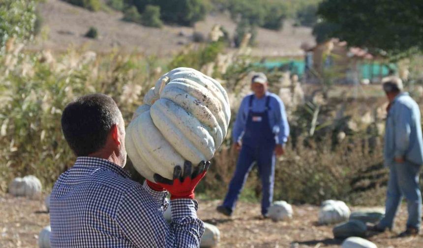 Eskişehir’de Balkabağı Verimi Yüz Güldürüyor, Üreticiler Aracılara Tepkili