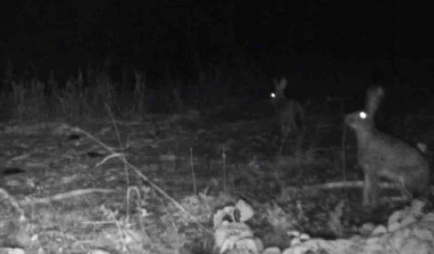 Bolu’da Fotokapanlarla Yabani Hayvanlar Görüntülendi