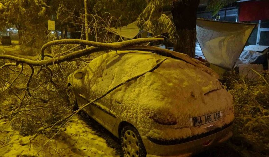 Malatya’da Kar Yağışı Ağaçları Devirdi: Araçlar Zarar Gördü