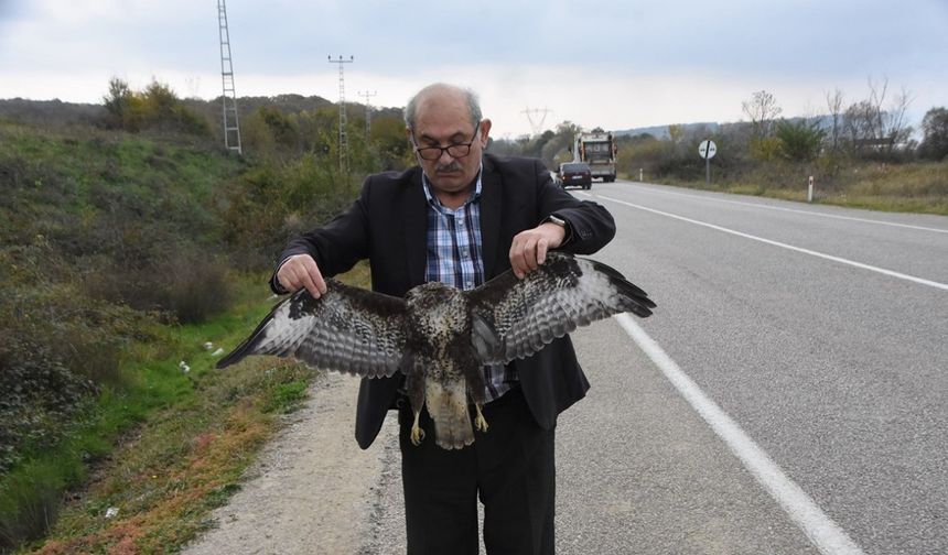 Sinop’ta Kargalarla Kavga Eden Atmaca, Otoyolda Otomobile Çarparak Telef Oldu