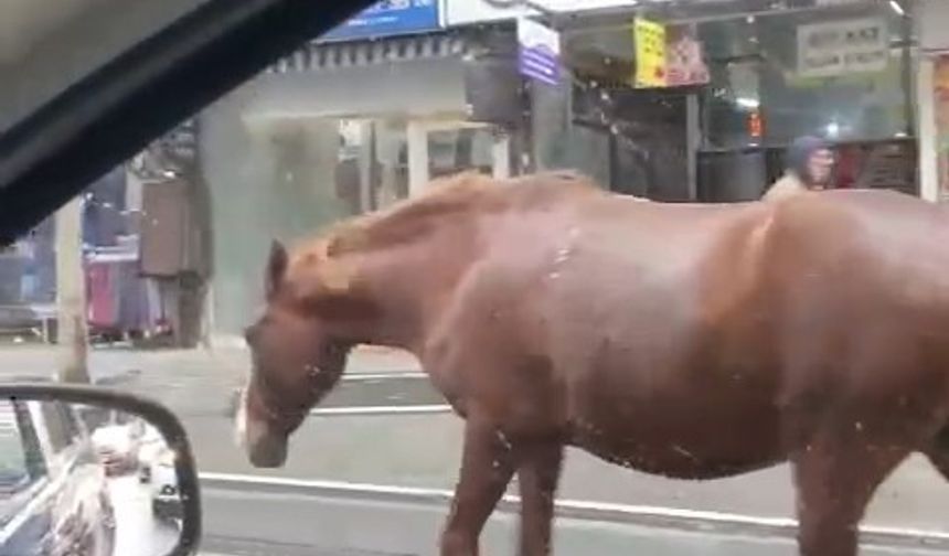 Tekirdağ Sokaklarında Başıboş Atlar Dolaşıyor