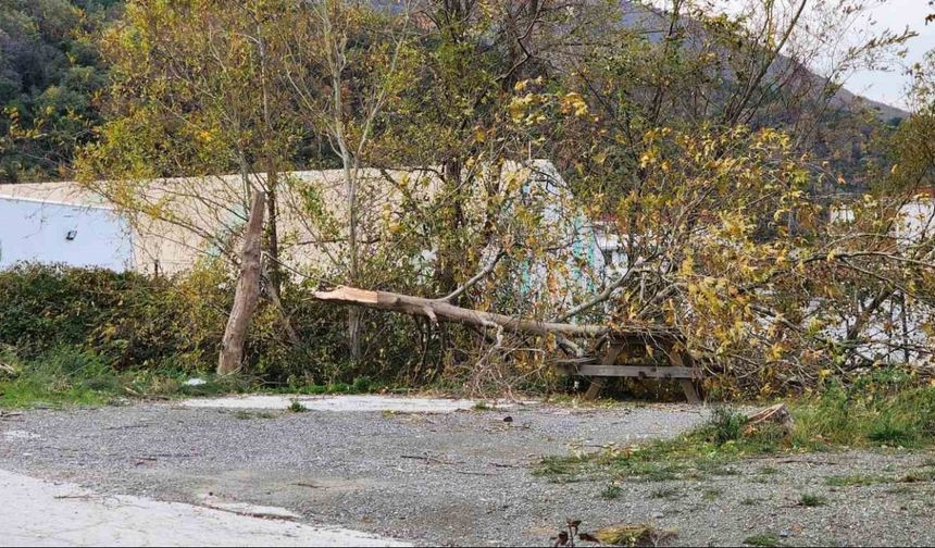 Yalova Esenköy’de Lodos Etkili Oldu: Ağaçlar ve Telefon Direkleri Devrildi