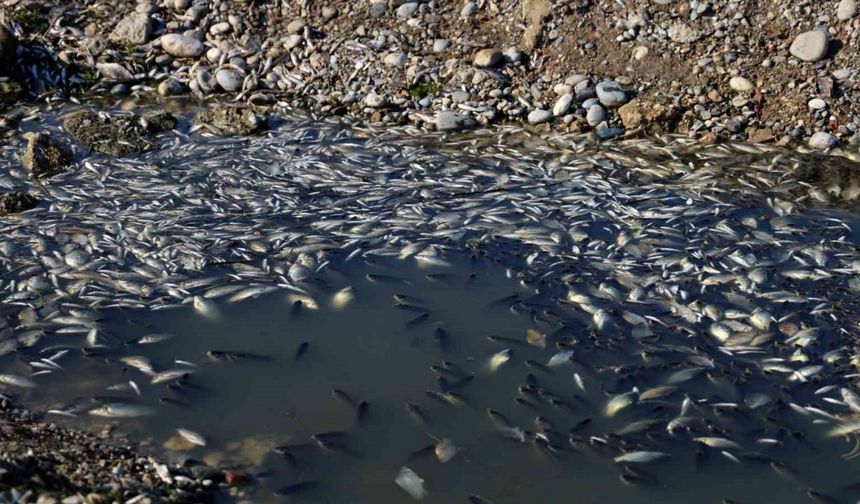 Adana Seyhan Nehri’nde Sular Çekildi, Binlerce Balık Telef Oldu