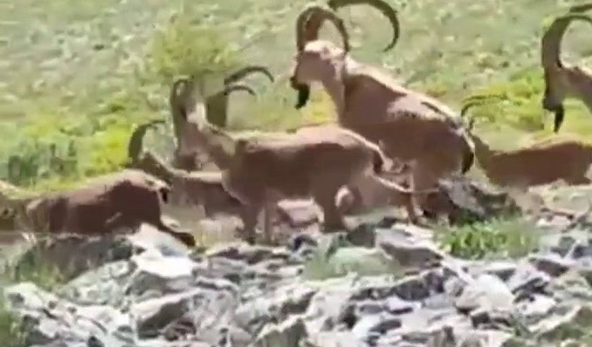 Adıyaman'da Yaban Keçileri, Cep Telefonu Kamerasına Poz Verdi