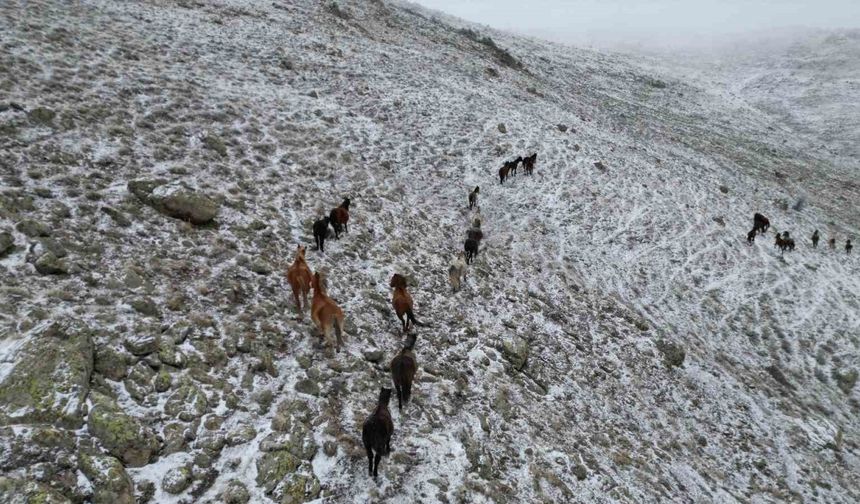 Afyonkarahisar’da Yılkı Atları Dron ile Havadan Görüntülendi