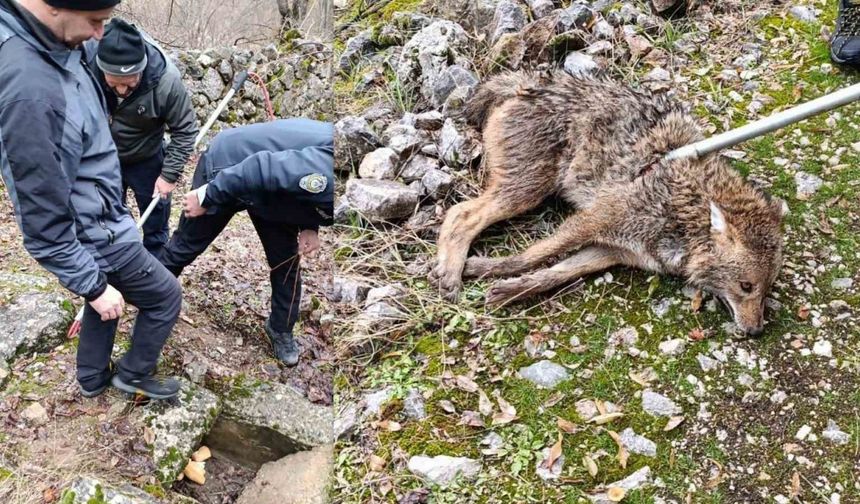 Erzincan'da Yaralı Kurt, Vatandaşların Duyarlılığı Sayesinde Kurtarıldı