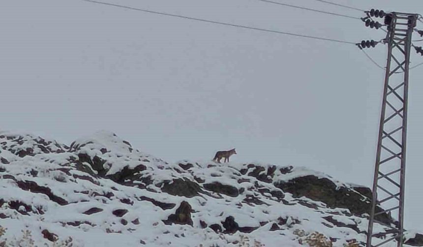 Hakkari’de Kurt Görüntülendi