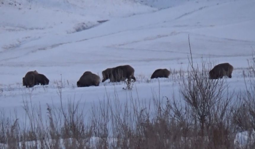 Kars’ta Domuz Sürüsü ve Kurtlar Bir Arada Görüntülendi