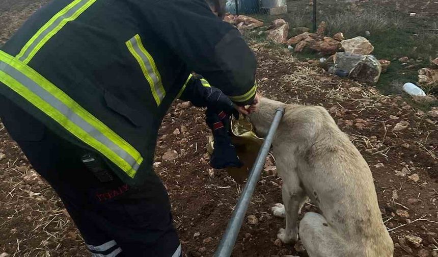 Mardin’de Teneke Kutusuna Sıkışan Köpek İtfaiye Ekipleri Tarafından Kurtarıldı