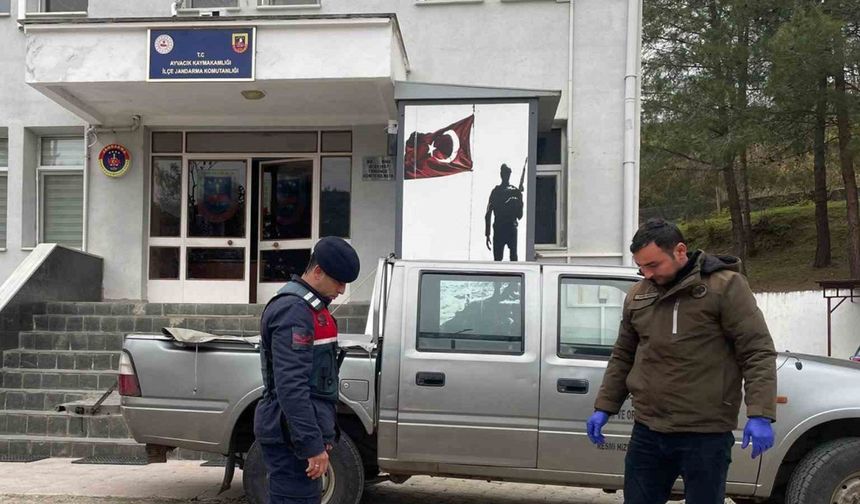 Samsun’da Jandarma, Yaralı Karacaya Sahip Çıktı