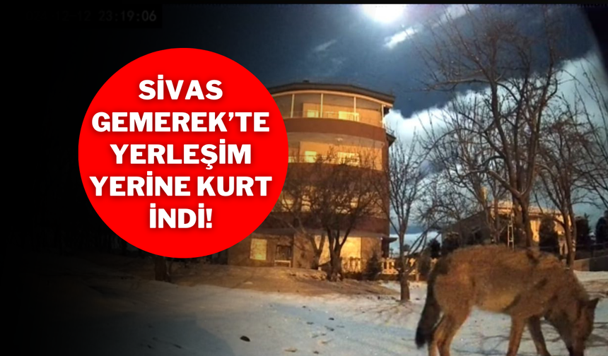 Sivas Gemerek’te Yerleşim Yerine Kurt İndi!