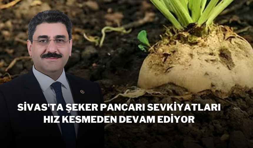 Sivas'ta Şeker Pancarı Sevkiyatları Hız Kesmeden Devam Ediyor