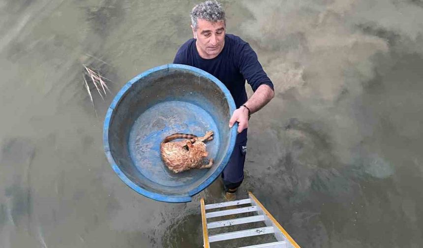 Ayvalık'ta Mahsur Kalan Kedi Kurtarıldı!