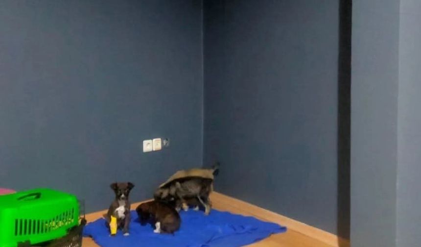 Çöp Konteynerine Atılan 4 Köpek Yavrusuna İlişkin 2 Belediye Personeli Gözaltında