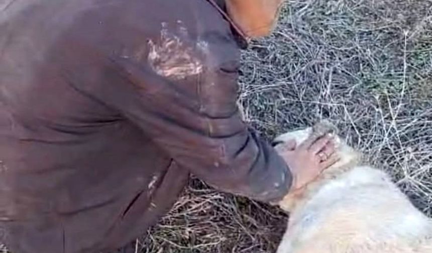 Elazığ’da Kangal Köpeği Tüfekle Vurularak Telef Edildi