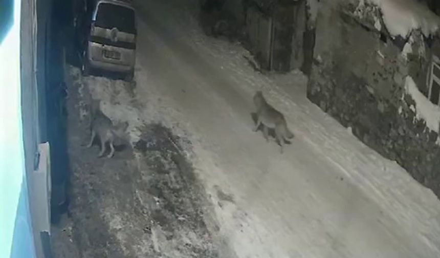 Erzurum’da Aç Kalan Kurtlar Köye Girdi