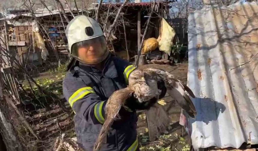 Ünye’de Mahsur Kalan Yırtıcı Kuş Doğan İtfaiye Ekipleri Tarafından Kurtarıldı