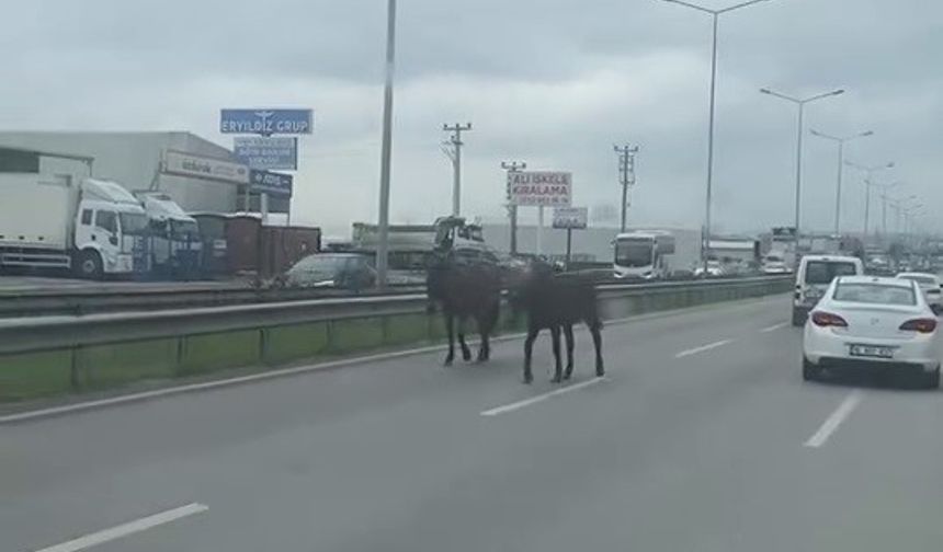 Atlar Trafiği Kilitledi, Sürücüler Zor Anlar Yaşadı