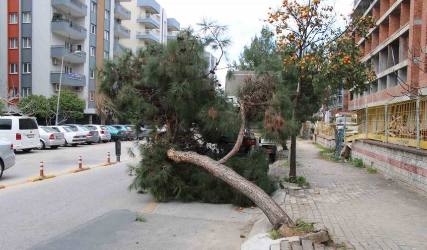 Çam Ağacı Yola Devrildi