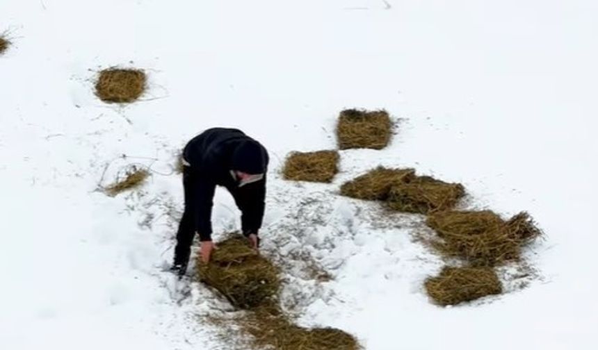 Doğu Anadolu’da Yaban Hayvanları İçin Yemleme Çalışması Başlatıldı