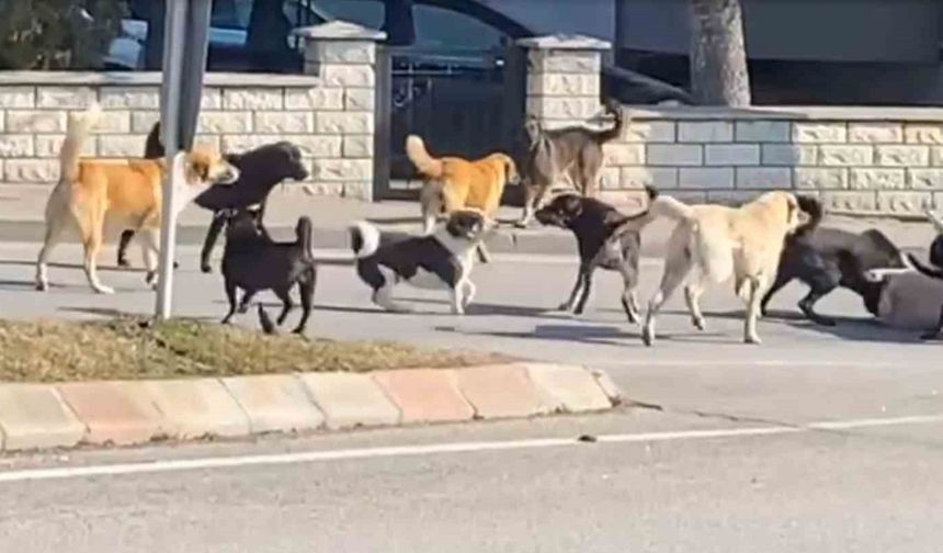 Edirne’de Köpek Sürüsünün Kavgası Korku Dolu Anlar Yaşattı