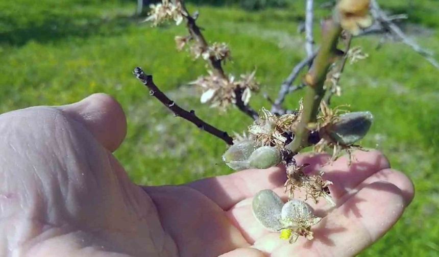 İlk Çağla Hasadı Başladı