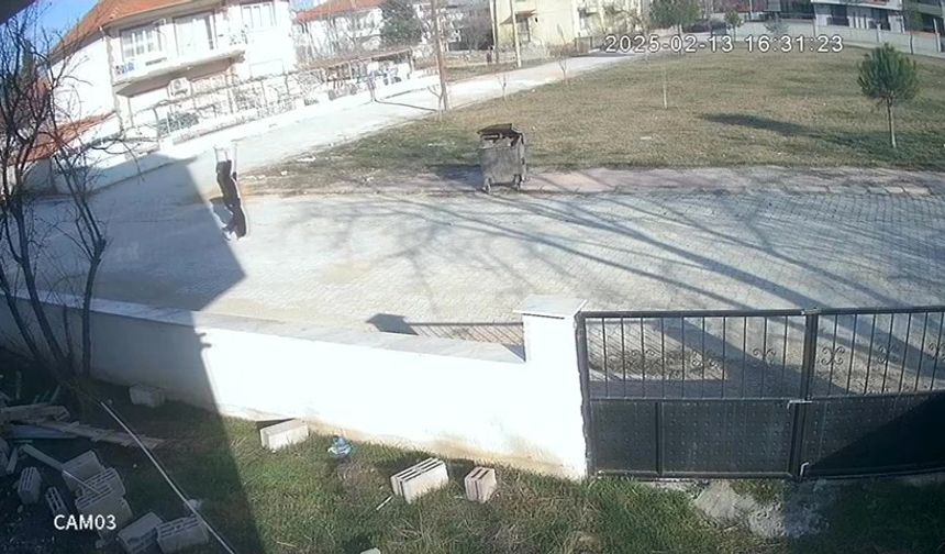 Kadın, iple Bağladığı Köpeği Çöpe Attı