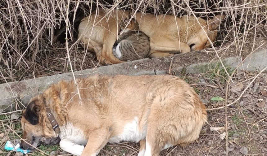 Kedi ve Köpeğin Sıra Dışı Dostluğu