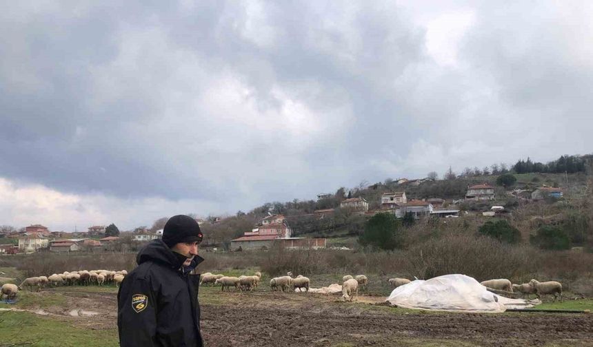 Küçükbaş Hayvancılıkta Yüzler Gülüyor