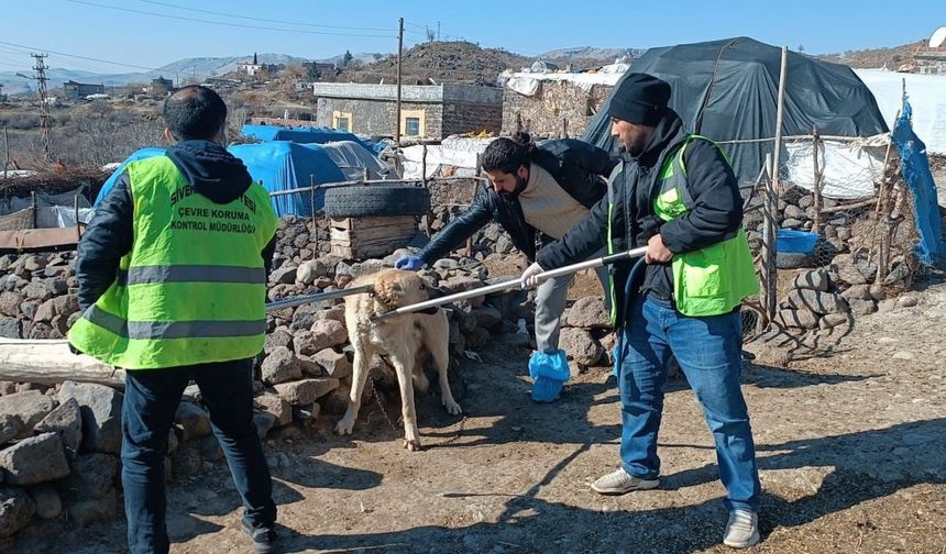 Kuduz Alarmı: 3 Yaralı, Köy Karantinaya Alındı