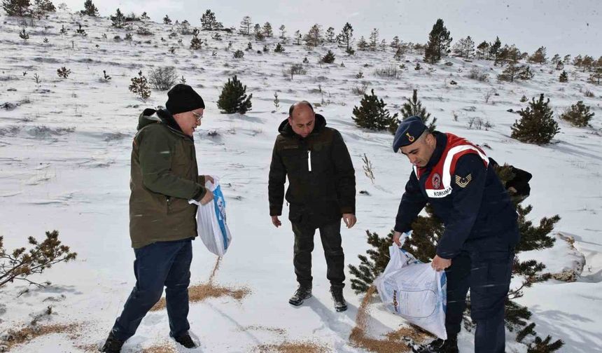 Sivas’ta Yaban Hayvanları İçin 12 Ton Yem Bırakıldı