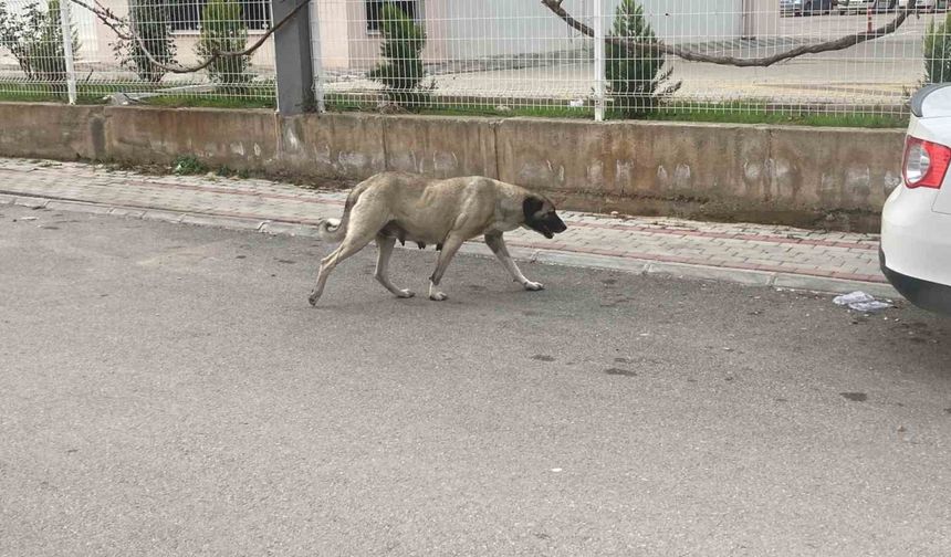 Sokak Köpekleri Kadına Saldırdı