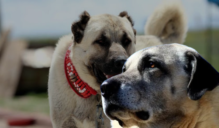 Sivas Kangalı ile Anadolu Çoban Köpeği Arasındaki Fark Nedir?