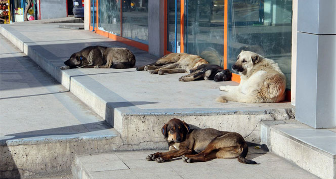 Sokak Köpekleri